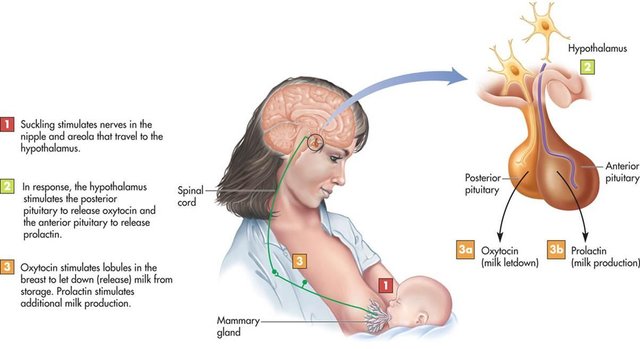 MystiFACT or FICTION response 1 Orgasmic oxytocin Steemit